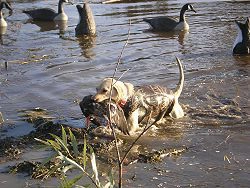 Goose & Duck Hunting Image 8