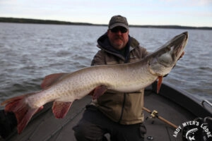 Andy Myers Ultimate Guided Fall Trophy Muskie Hunt Package Photo